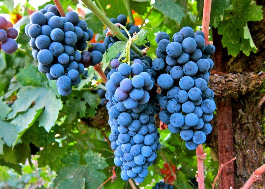 Как называются люди которые выращивают виноград?