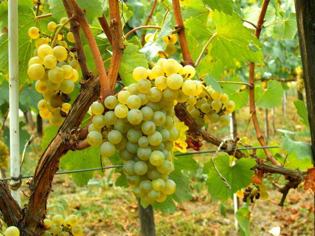Как называются люди которые выращивают виноград?