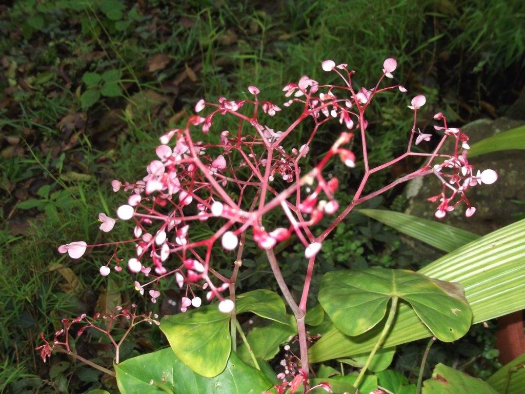 Бегония воротничковая (бегония манжетная) фото (лат. Begonia manicata)