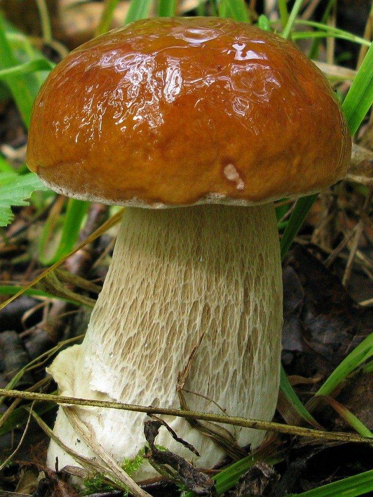 Белый гриб березовый (Boletus betulicola)