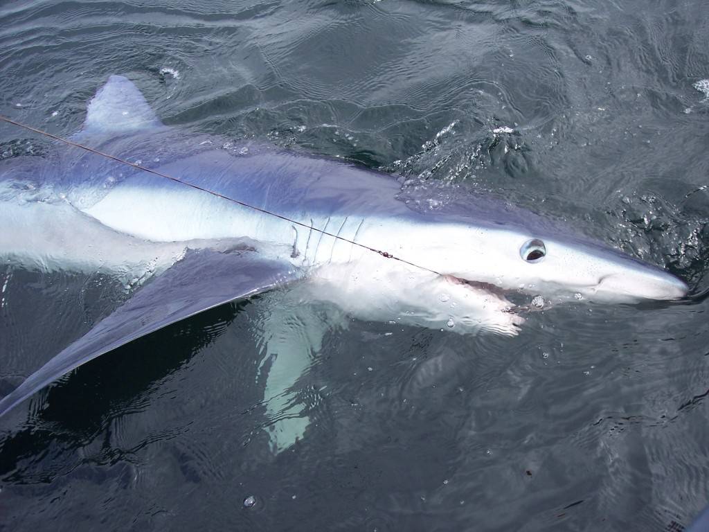 Большая голубая акула фото