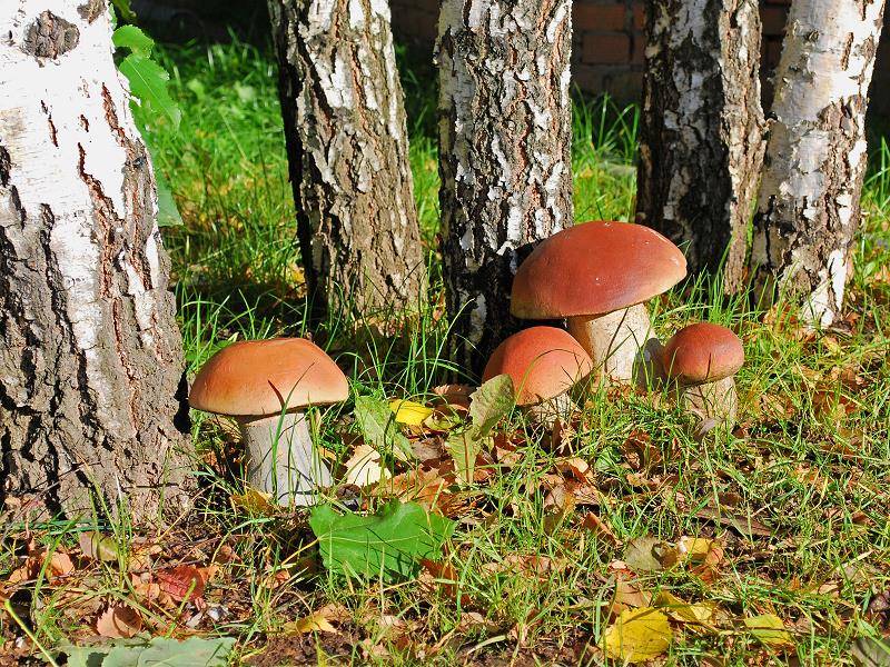 В каких лесах растут белые грибы