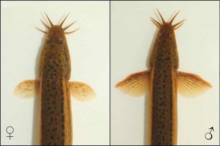 Вьюн речной. Самка (слева) и самец (справа) фото