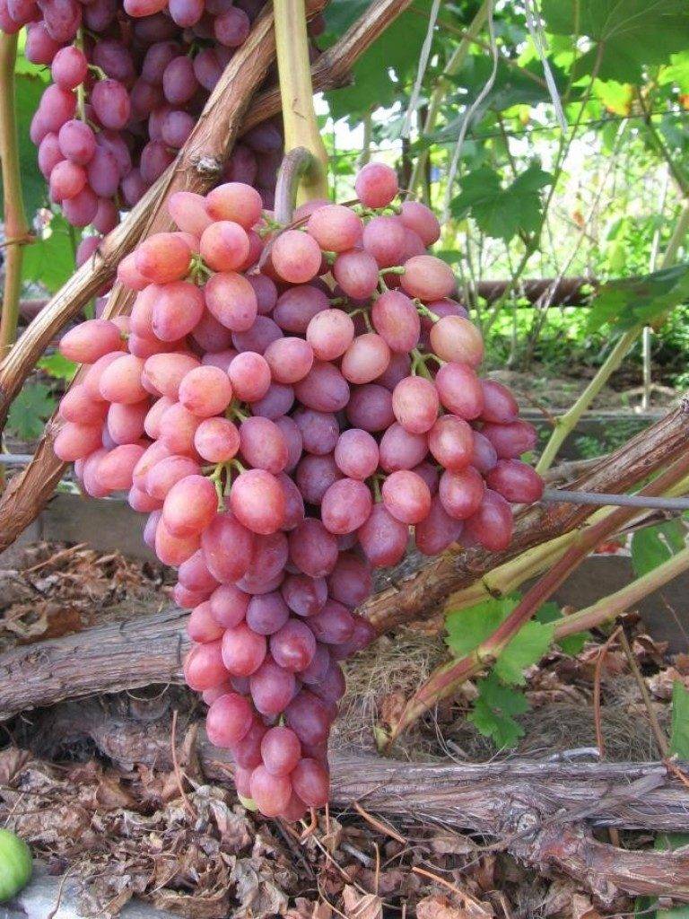 Гроздь винограда фото