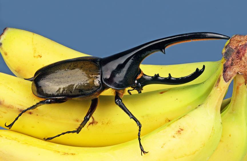 Жук-геркулес – самый большой жук в мире фото