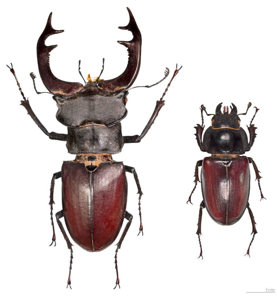 Самка жука оленя справа, самец слева