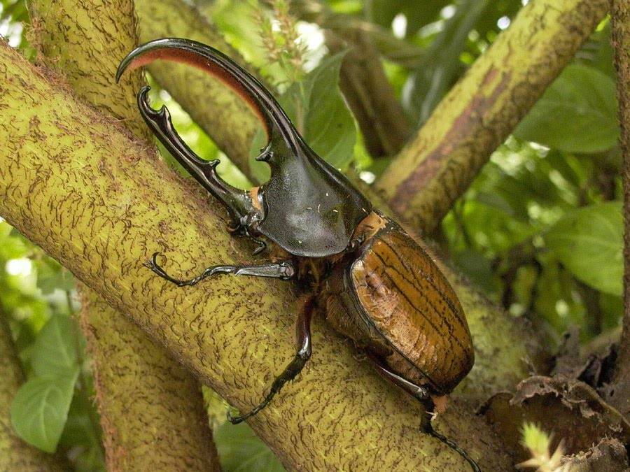 Самый большой в мире жук геркулес фото