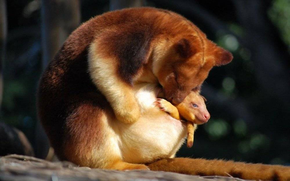 Фото Вид кенгуру Гудфеллоу с детенышем