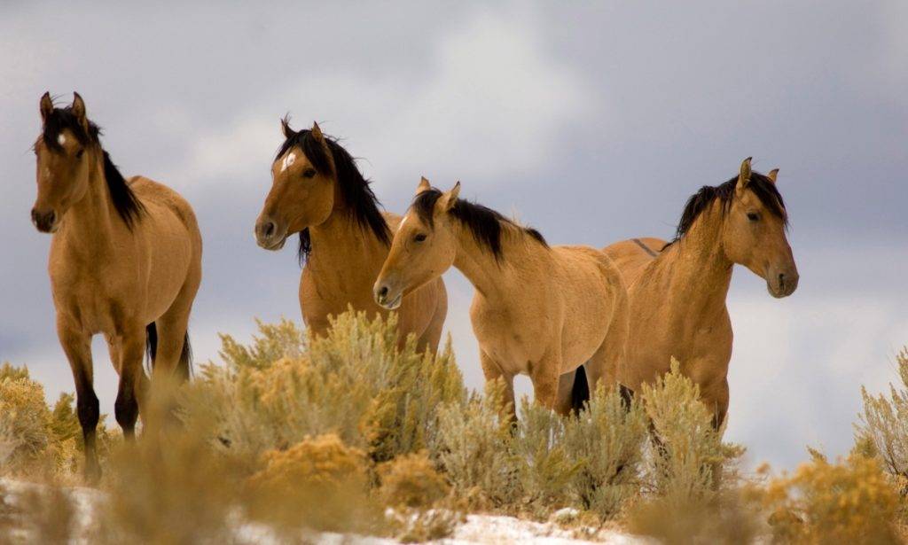 Фото красивых лошадей мустангов