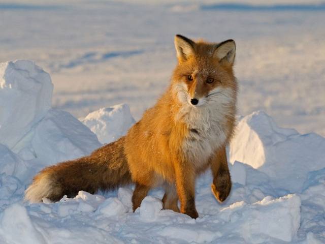 Фото лисица обыкновенная виды