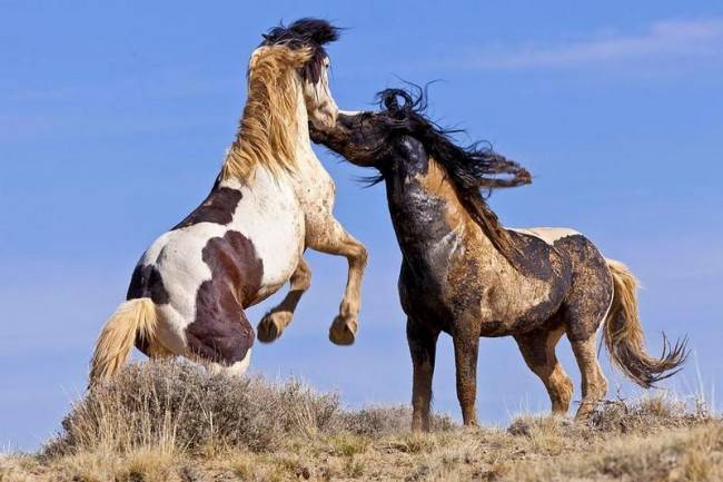 Фото лошадей мустангов