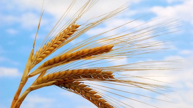 Как Выглядит Пшеница Фото