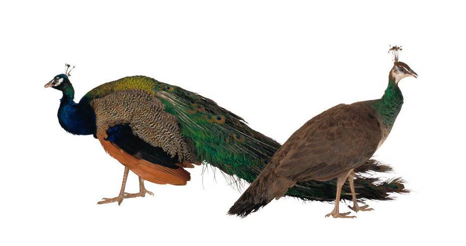Самец и самка павлина обыкновенного (индийского)