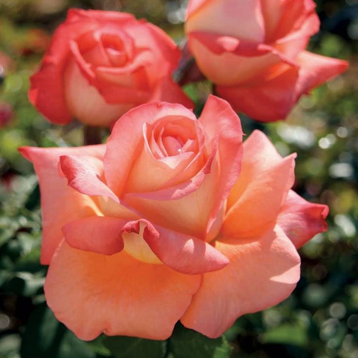 Душистая роза фото (чайная роза)