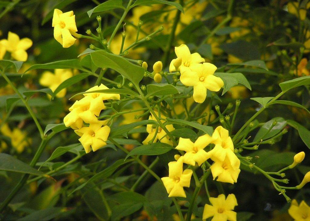 Жасмин желтый кустарниковый (Jasminum fruticans)