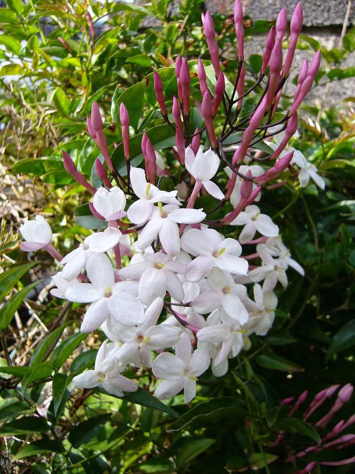 Жасмин многоцветковый полиантовый (Jasminum polyanthum)