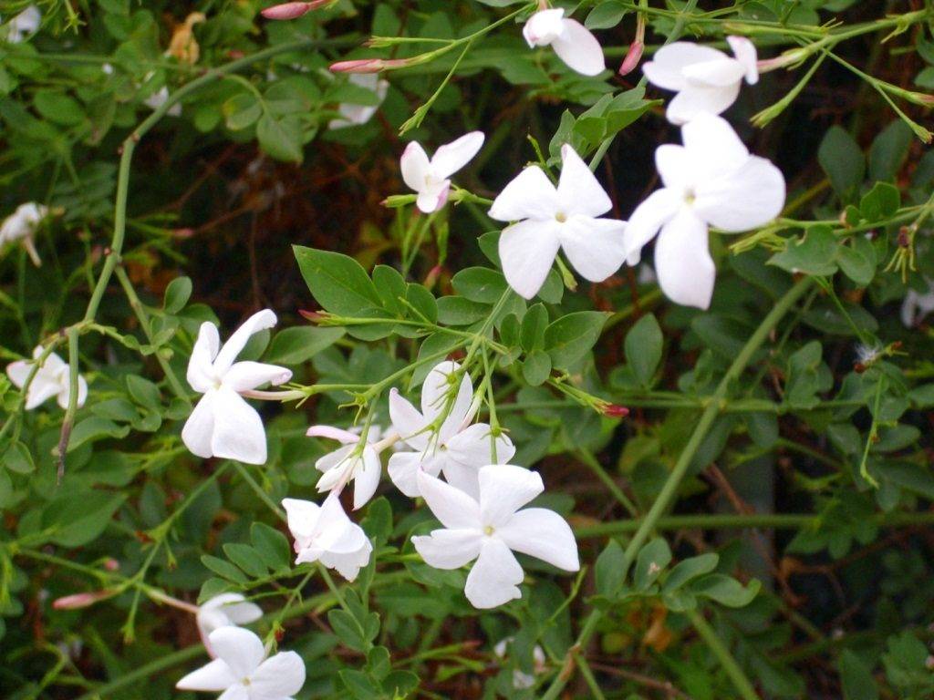 Лекарственный белый жасмин (Jasminum officinale)