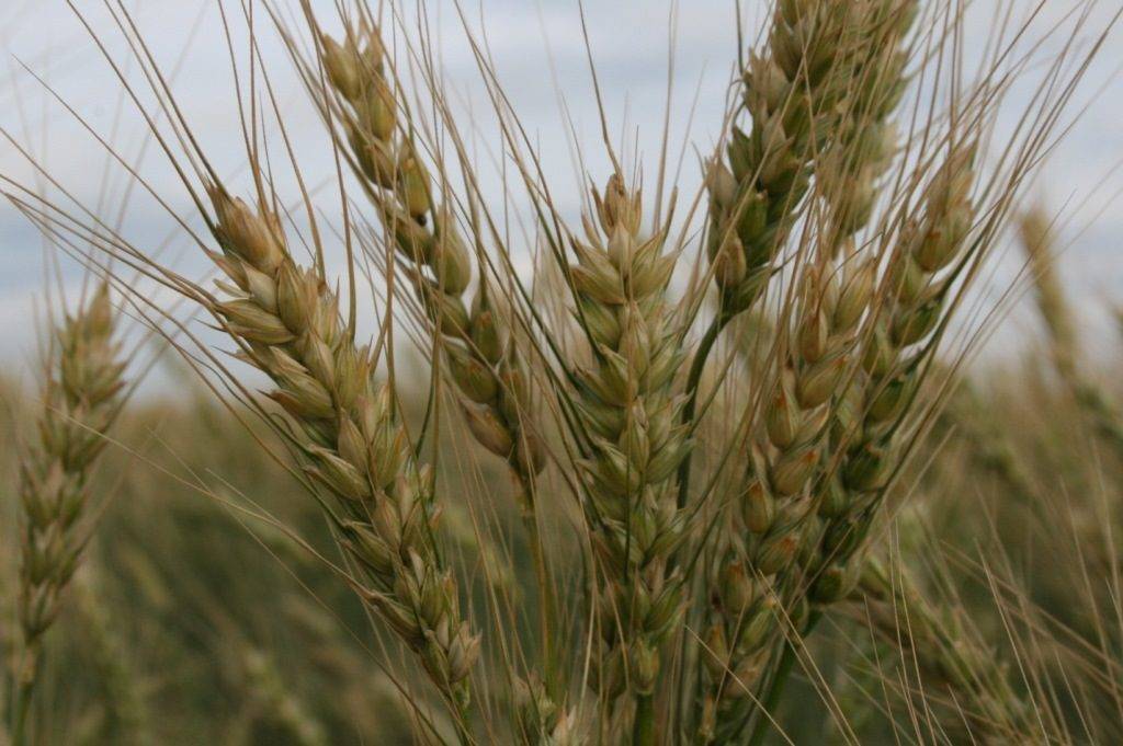 Мягкая пшеница фото