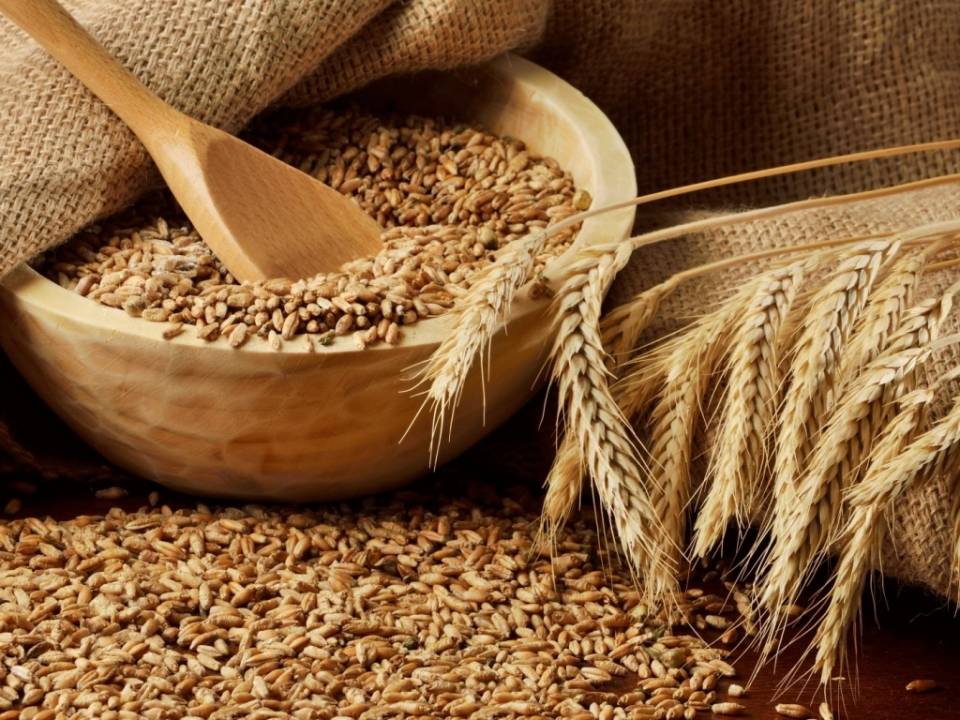 фото пшеница зерно