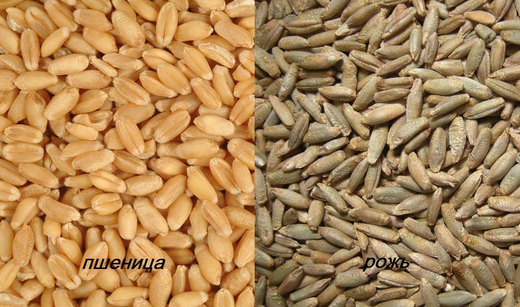 Рожь и пшеница отличия фото