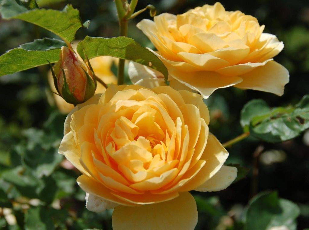 Роза чайного цвета фото