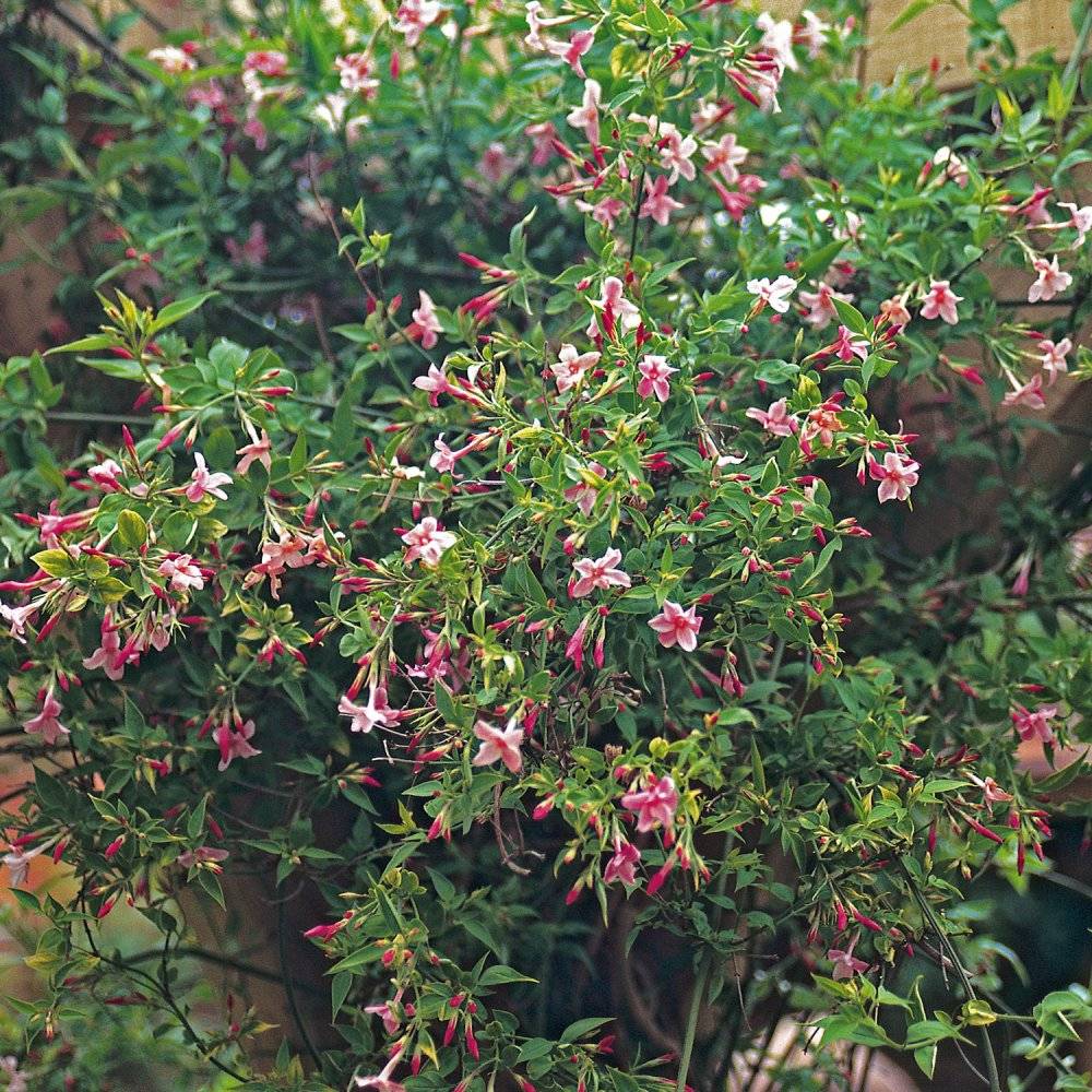 Розовый жасмин Биса Jasminum beesianum фото