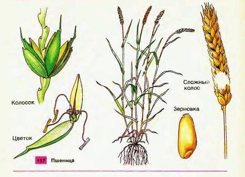 Строение пшеницы и особенности