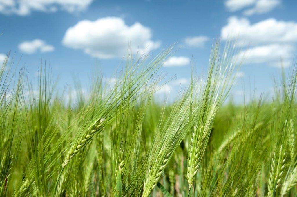 Фото колосков пшеницы