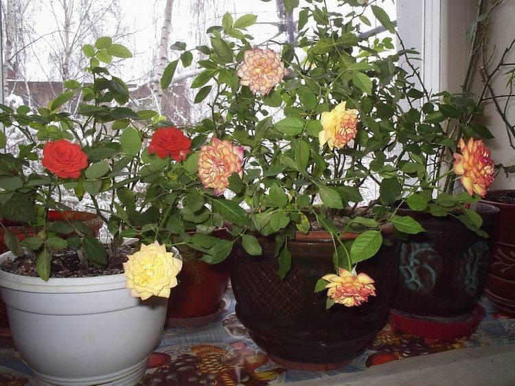 Чайная роза – уход в домашних условиях