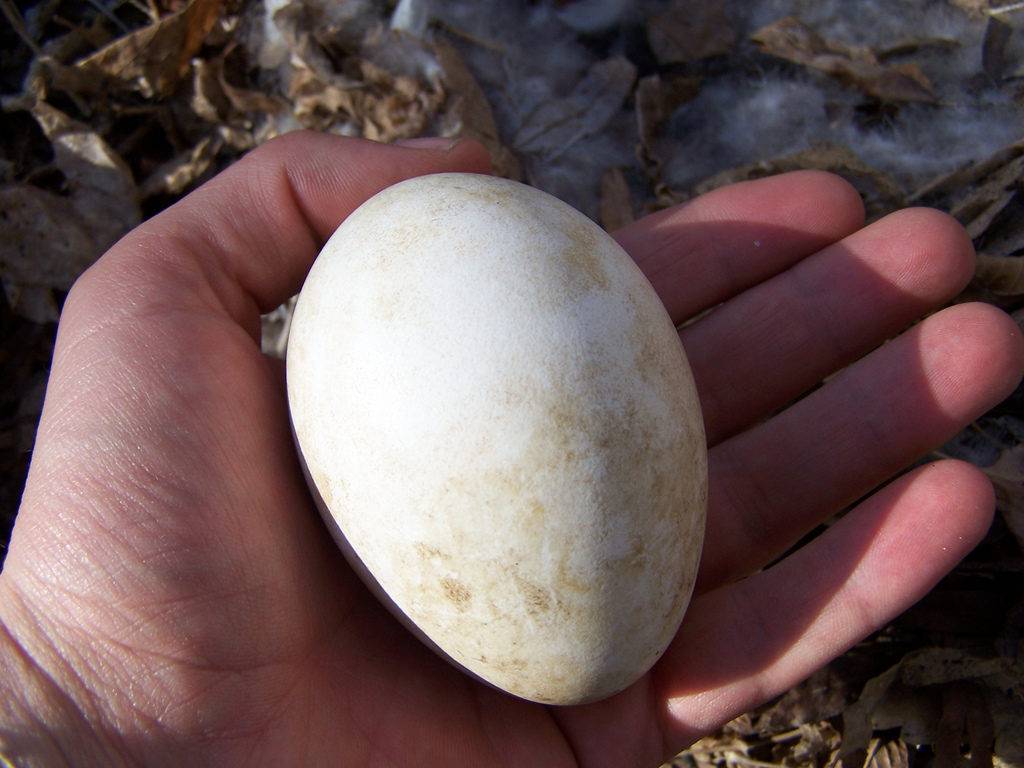 Яйцо павлина