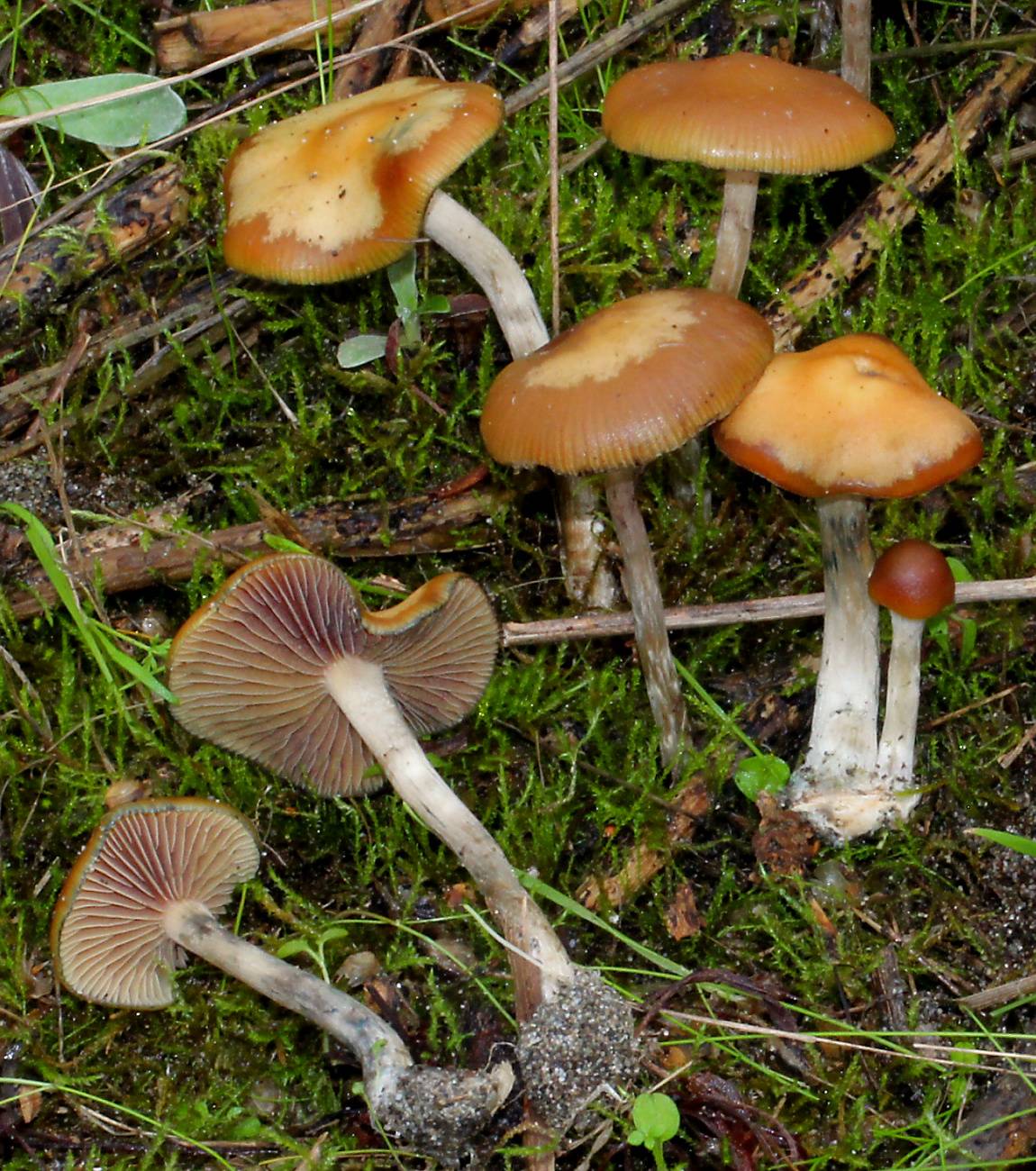 Серная голова (Psilocybe mairei)