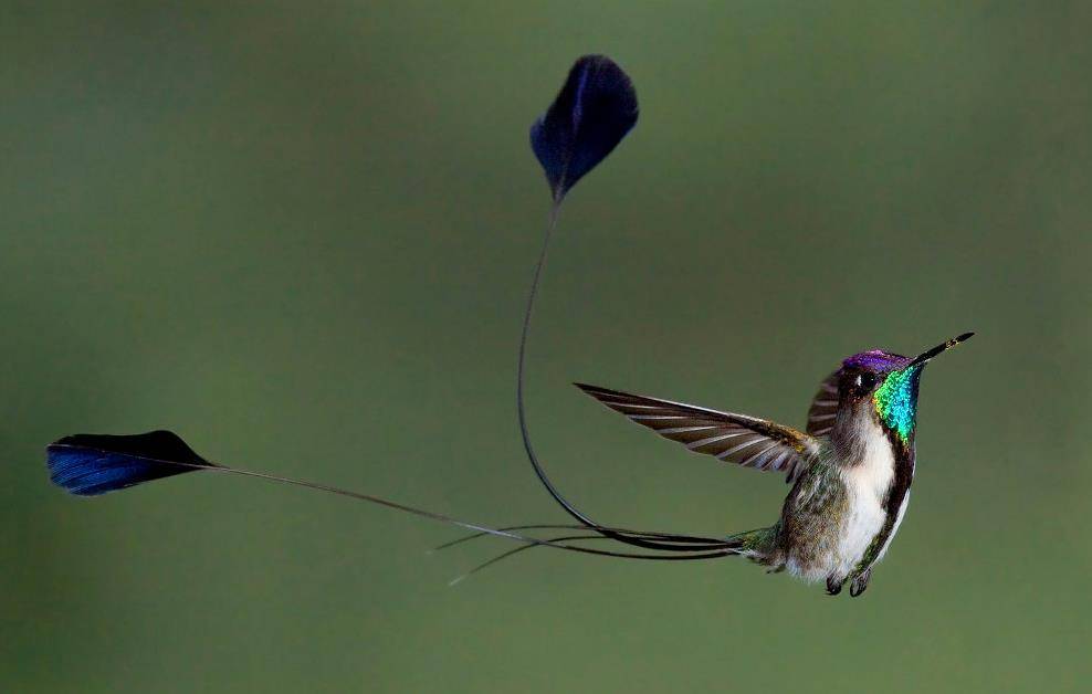 Лоддигезия (ракетохвостый колибри) фото