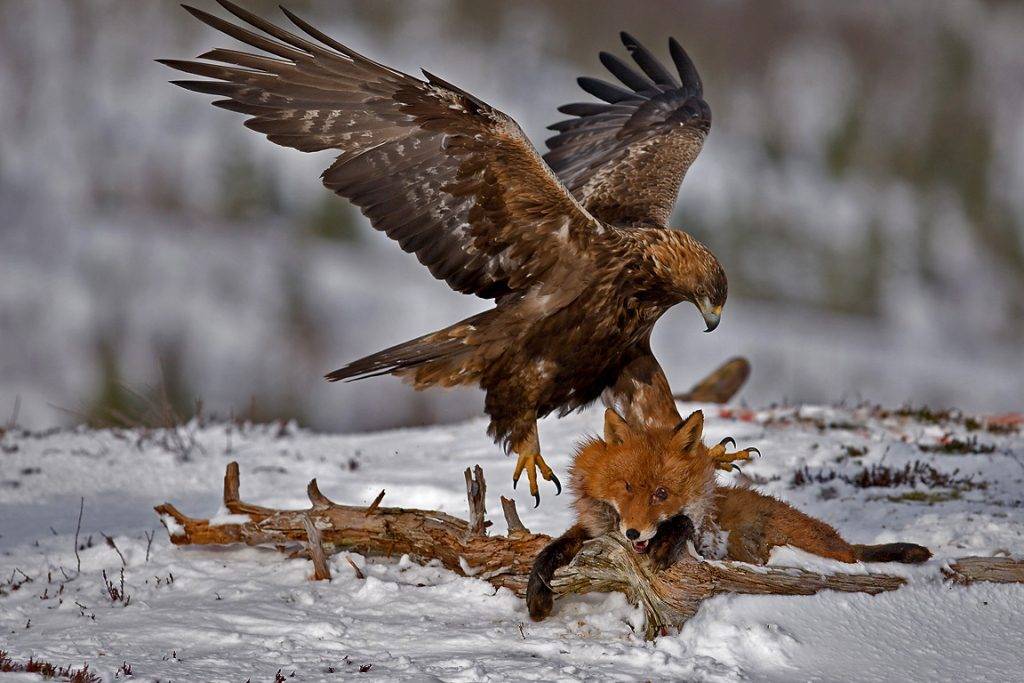 Орел беркут охотится на лису
