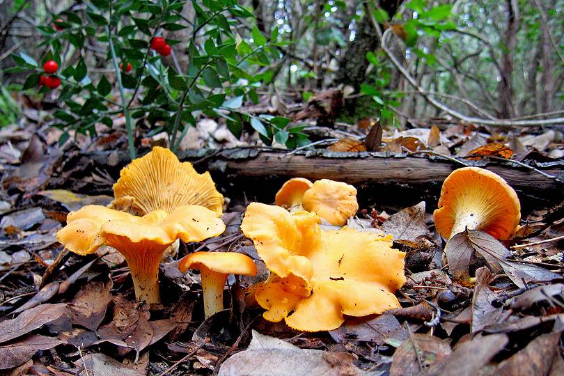 Съедобные грибы лисички (лат. Cantharellus)