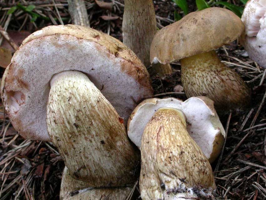 Трубчатый слой желчного гриба – слева взрослый гриб, справа маленький гриб с практически белым трубчатым слоем