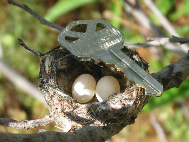 Яйца колибри фото