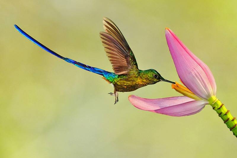 Фото колибри птицы