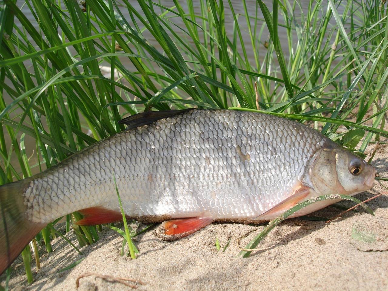 Рыба ревяка википедия фото