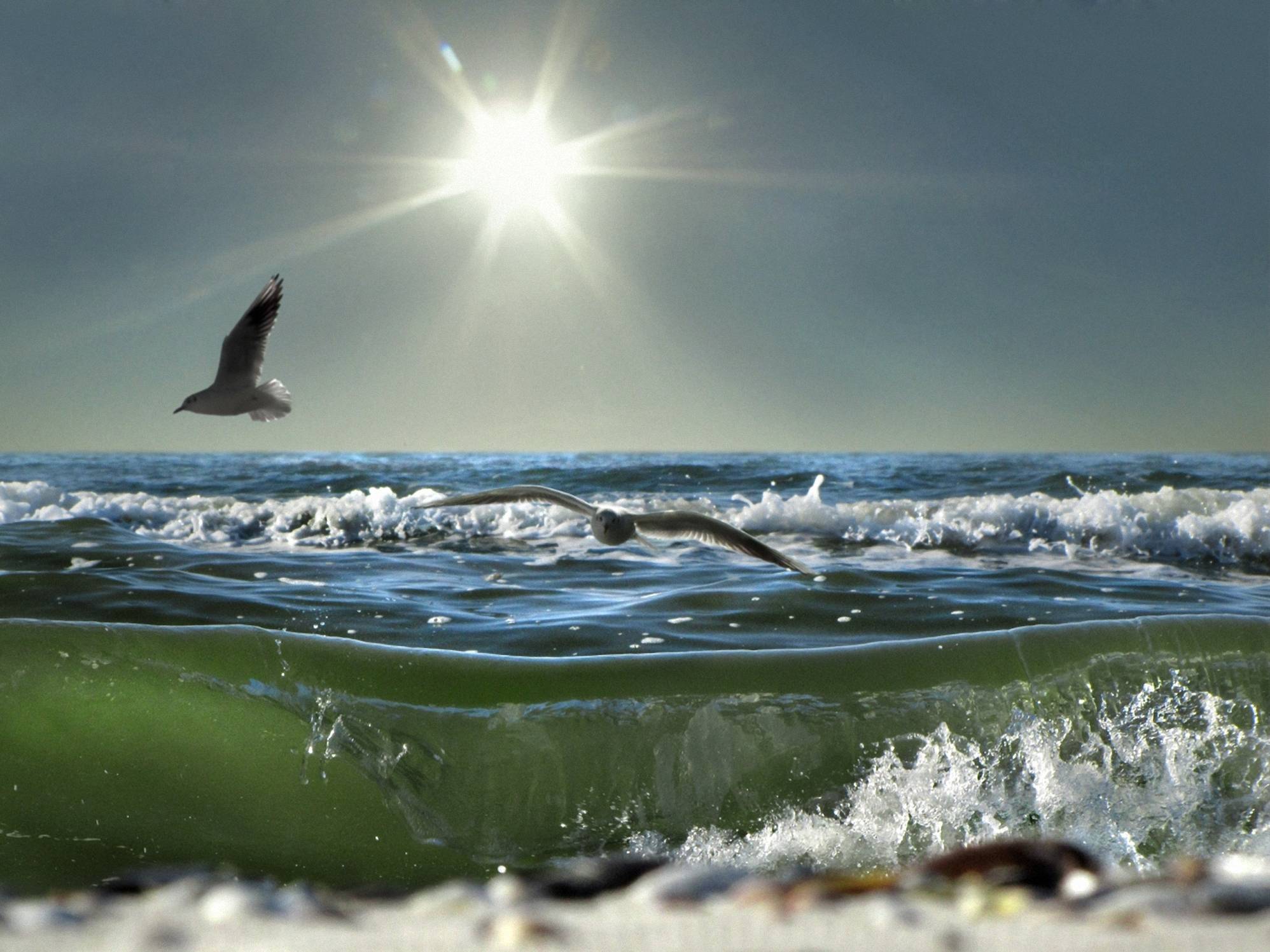 чайка над морской волной фото