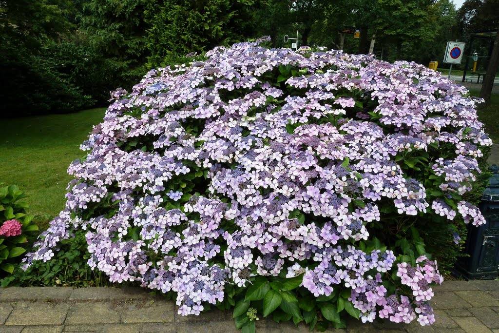 Fotografie hortenzie serrata