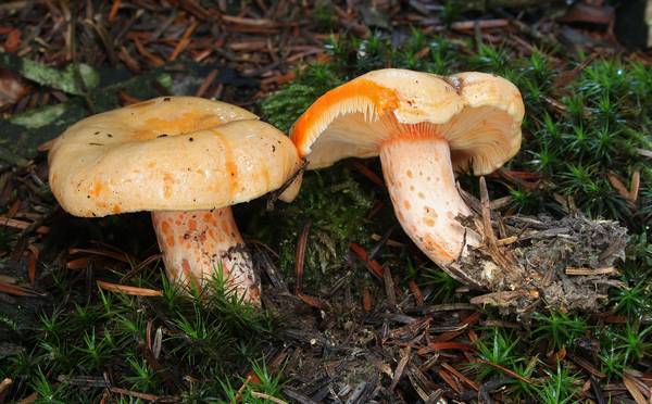 Рыжик лососевый фото (лат. Lactarius salmonicolor)