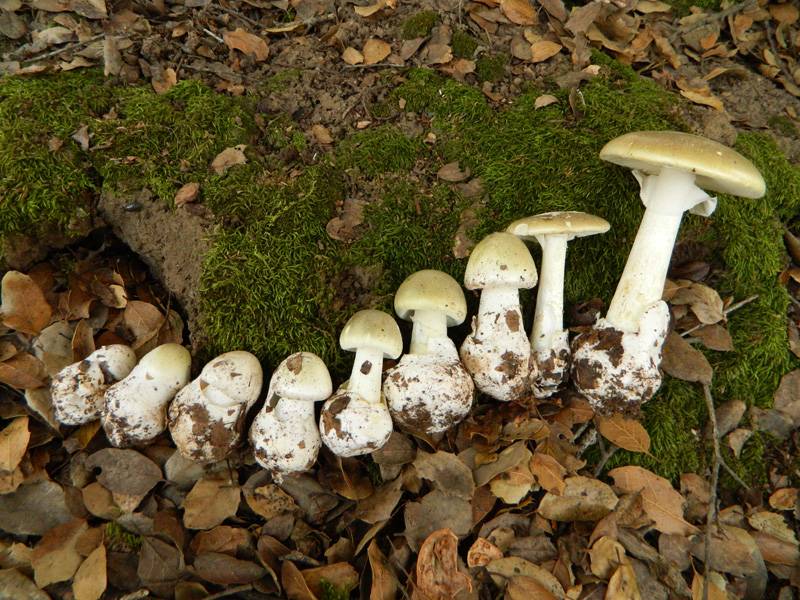 Бледная поганка – ядовитый гриб