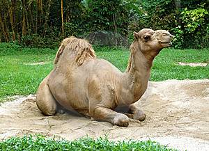 Дромедар дромадер одногорбый верблюд, фото