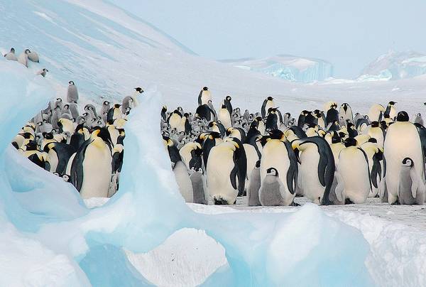 Императорские пингвины сбились в группу фото (лат. Aptenodytes forsteri)