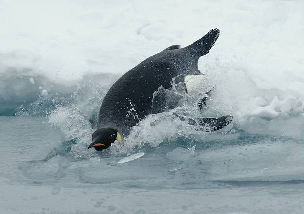 Императорский пингвин прыгает в воду фото (лат. Aptenodytes forsteri)