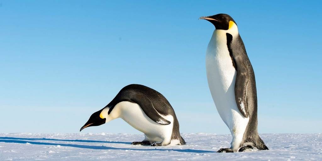 Императорский пингвин фото (лат. Aptenodytes forsteri)