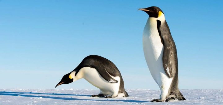 Императорский пингвин фото (лат. Aptenodytes forsteri)