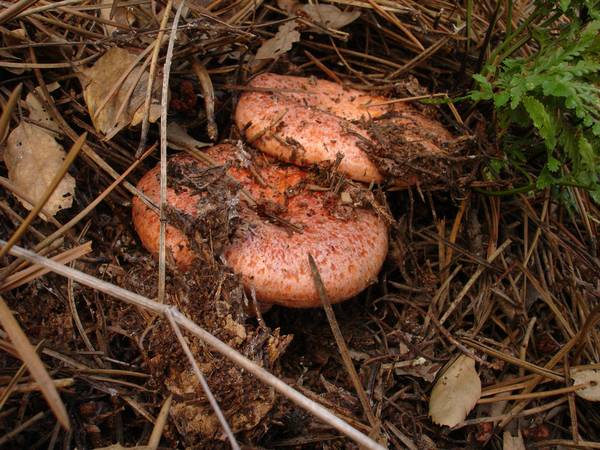 Как выглядят грибы рыжики фото (лат. Lactarius deliciosus)