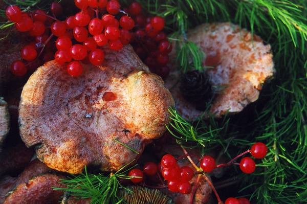 Натюрморт с рыжиками, кедровыми ветками и калиной (лат. Lactarius deliciosus)
