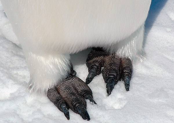 Ноги императорского пингвина фото (лат. Aptenodytes forsteri)